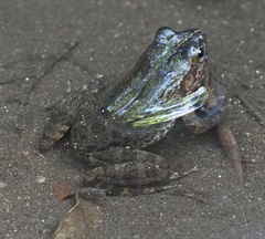 Mantidactylus