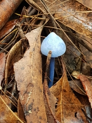 Entoloma virescens