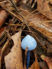 Entoloma virescens