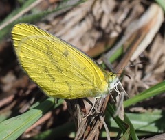 Eurema brigitta pulchella