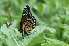 Limenitis archippus watsoni