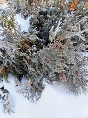 Thuja occidentalis
