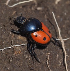 Helictopleurus quadripunctatus