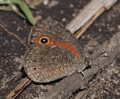 Heteropsis ankaratra