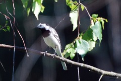 Motacilla alba
