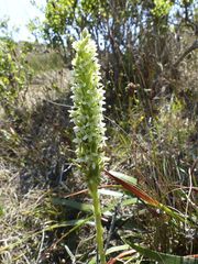 Platanthera elegans elegans