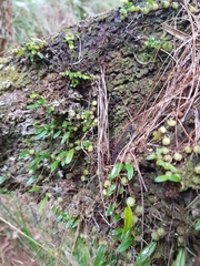 Bulbophyllum exiguum