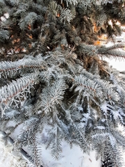 Picea pungens