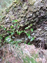 Bulbophyllum exiguum