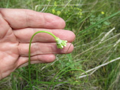 Allium stellerianum