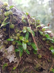 Bulbophyllum exiguum