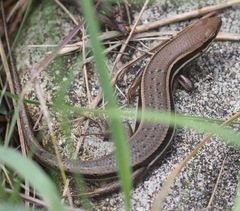 Trachylepis madagascariensis