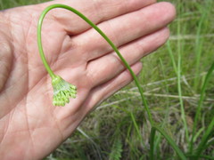 Allium stellerianum