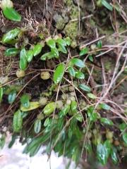 Bulbophyllum exiguum