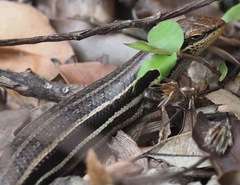 Trachylepis madagascariensis