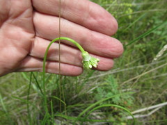 Allium stellerianum
