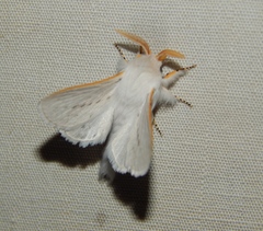 Beralade perobliqua