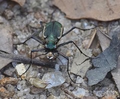 Cicindela equestris