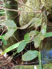 Dendrobium tetragonum
