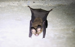 Hipposideros pomona