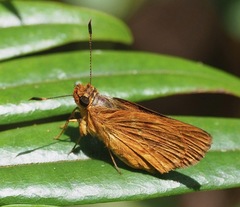 Perrotia ismael