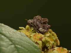 Brachycerocoris afer