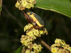 Pachnodella impressa
