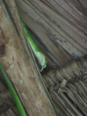 Philothamnus punctatus