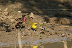 Zosterops senegalensis