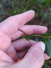 Enterolobium gummiferum