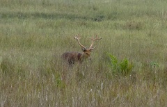 Rucervus duvaucelii