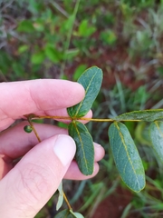 Enterolobium gummiferum