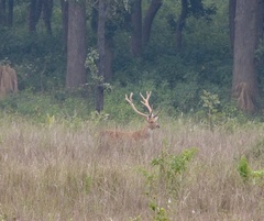 Rucervus duvaucelii