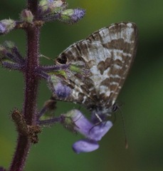 Cacyreus darius
