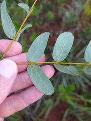 Enterolobium gummiferum