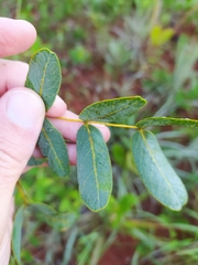 Enterolobium gummiferum