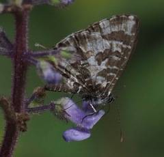 Cacyreus darius