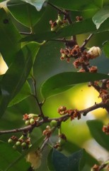 Sageraea laurina