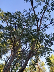 Enterolobium gummiferum