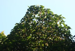 Sageraea laurina