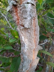 Enterolobium gummiferum