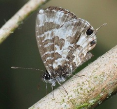 Cacyreus darius