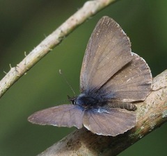 Cacyreus darius