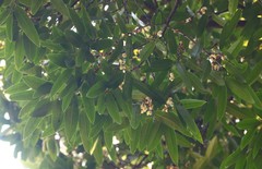 Sageraea laurina
