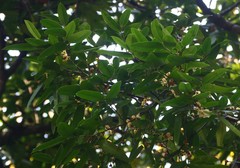 Sageraea laurina