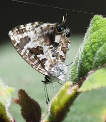 Cacyreus darius