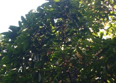Sageraea laurina
