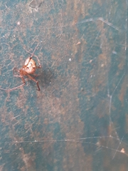 Parasteatoda tepidariorum
