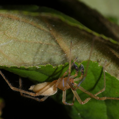 Cheiracanthium molle