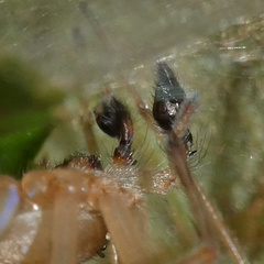 Cheiracanthium molle